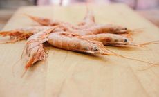 ΑΝΔΡΙΑΝΟΥ - ΤΣΕΚΟΥΡΑΣ ΟΕ