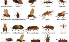 ΗΛΙΟΣ -  ΑΠΕΝΤΟΜΩΣΕΙΣ ΜΥΟΚΤΟΝΙΕΣ